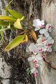 Orquídea plantada no tronco de árvore 