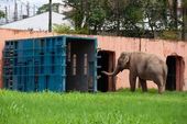 Sorocabanos se despedem do elefante Sandro 
