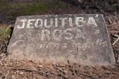 Árvore Jequitibá na av Faria Lima 