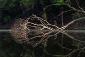 Floresta Alagada 