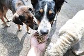 Barracão com dezenas de cães pega fogo 