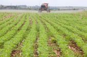 Agricultores aplicam herbicidas em soja 