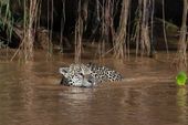 Fauna silvestre no Pantanal 